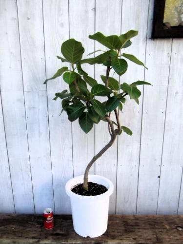 フィカス・グランディス 8号 - 植物と暮らす m-plant