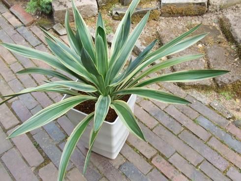 ユッカ・アロイフォリア 斑入り - 植物と暮らす m-plant