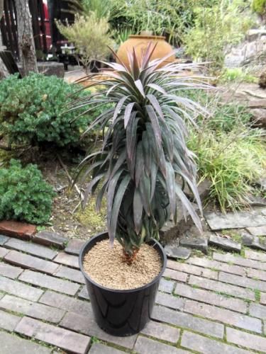 ユッカ・デスメティアーナ 7号 - 植物と暮らす m-plant