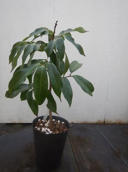 ライチ玉荷包取り木苗 - 植物と雑貨のセレクトショップ・石垣島