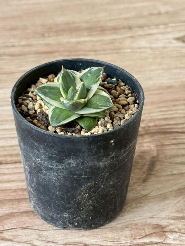 アガベ「ピンキー」