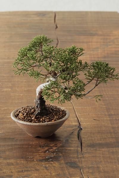 開店祝いやMY盆栽に！ 糸魚川真柏～小品盆栽備前鉢仕立て