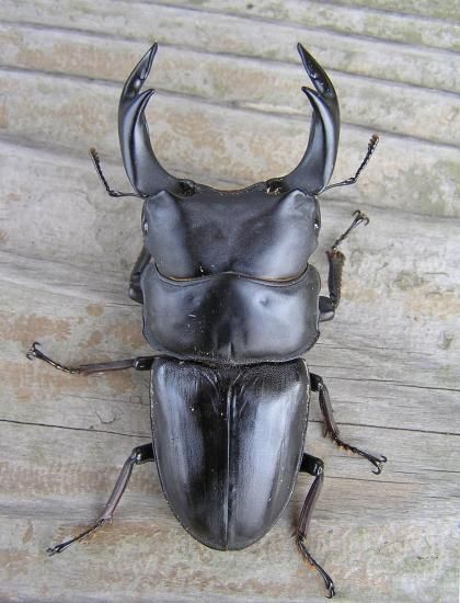 BREED 1500ml 菌糸ビン（2次発菌・手詰め） 10本セット 好評販売感謝