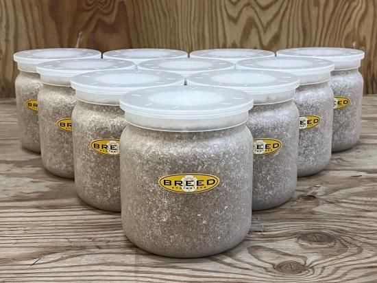 BREED 1500ml 菌糸ビン（2次発菌・手詰め） 10本セット 好評販売感謝