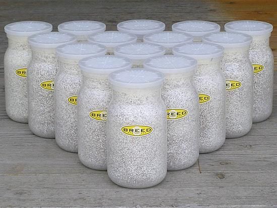 BREED 1100ml 菌糸ビン 15本セット 好評販売感謝価格 - 菌糸ビンの