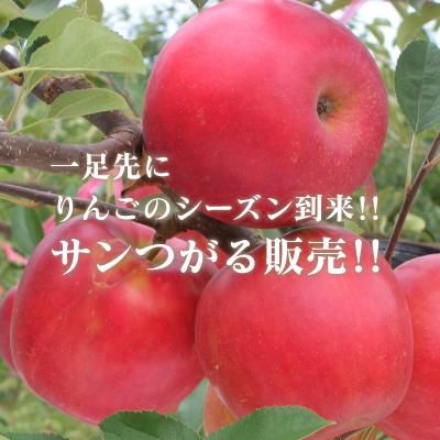 やまさん農園三戸の＜特選＞サンつがる約10kg約32-36個L～LL玉