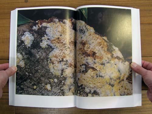 ホンマタカシ: その森の子供 [Takashi Homma: Mushrooms From The