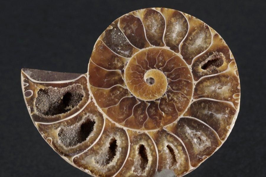 アンモナイト 化石 ペア62g｜天然石 化石 通販 キラリ石