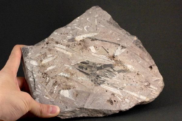 二枚貝の化石 1.6kg｜天然石や化石 通販のキラリ石