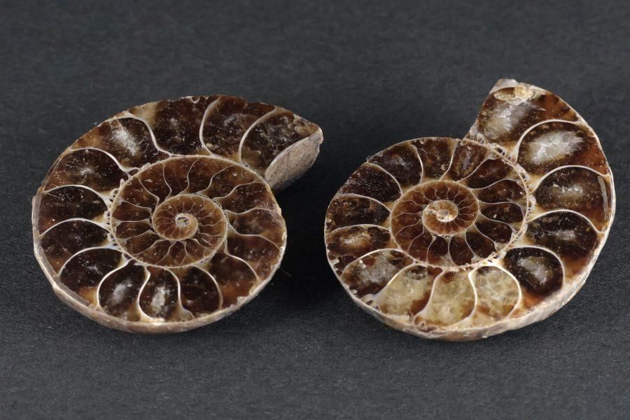 アンモナイト 化石 ペア 31.0g｜天然石 化石 通販 キラリ石