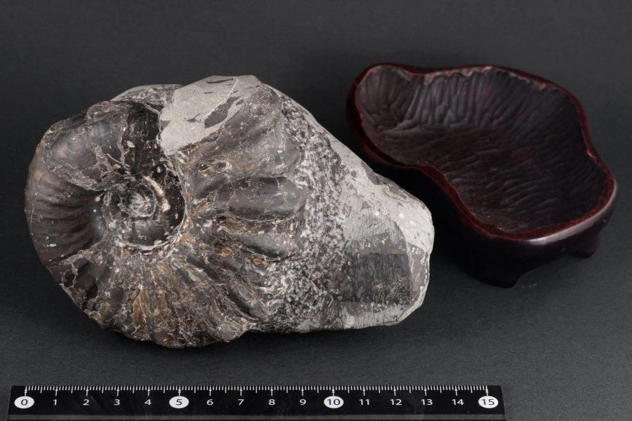 アンモナイト化石 北海道産 アナゴードリセラス 1.1kg｜キラリ石