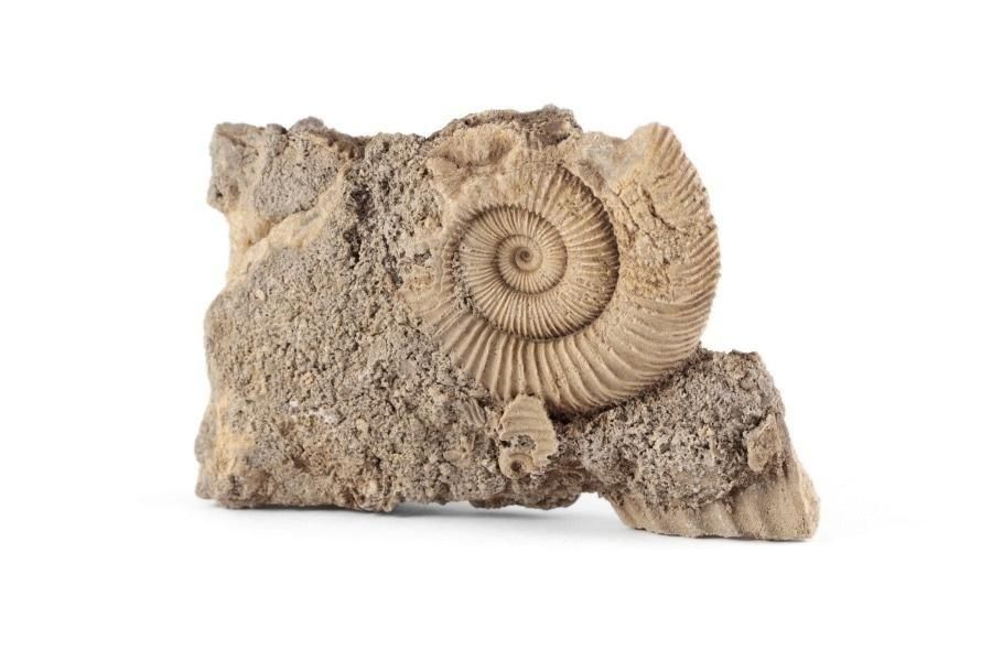 ダクティリオセラス アンモナイト化石 110g｜化石 通販 キラリ石