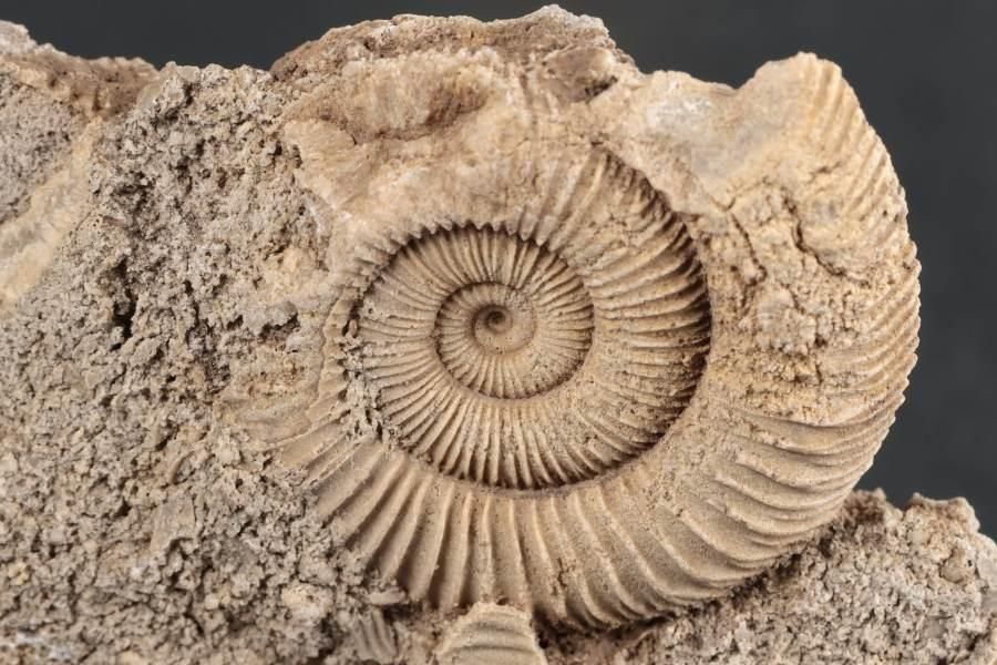 ダクティリオセラス アンモナイト化石 110g｜化石 通販 キラリ石