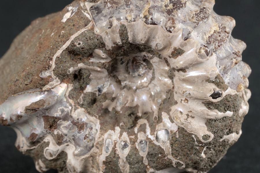 アンモナイト(ドゥビレイセラス)化石 94g｜化石 通販 キラリ石