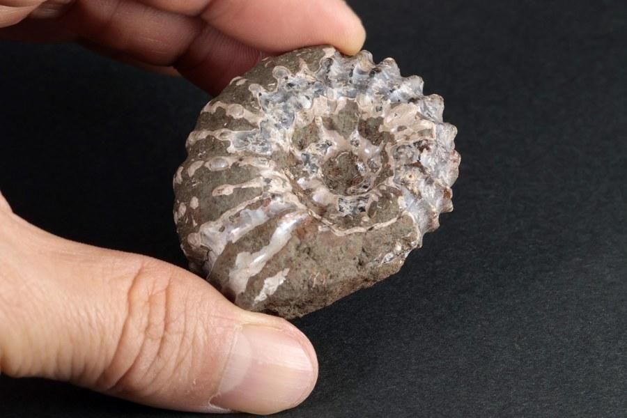 アンモナイト(ドゥビレイセラス)化石 94g｜化石 通販 キラリ石