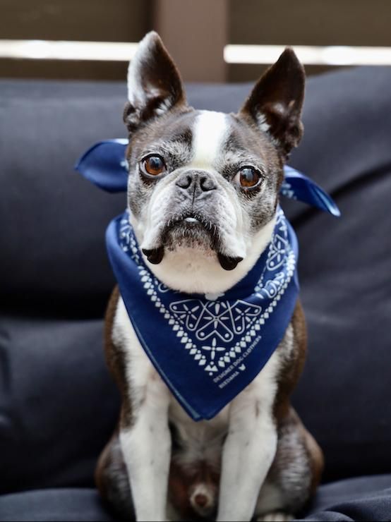 ボステリクロスバンダナ（ネイビー） - beedama ボストンテリアが店長