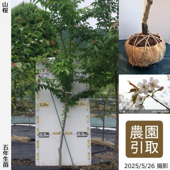 サクラ(桜) 山桜(ヤマザクラ)[五年生苗] - 果樹苗・大苗・苗木販売の