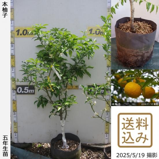 柑橘類 ユズ(柚子) 本柚子(ほんゆず)地中ポット苗 - 果樹苗・大苗