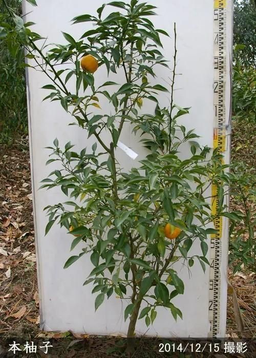 柑橘類 ユズ(柚子) 本柚子(ほんゆず)地中ポット苗 - 果樹苗・大苗