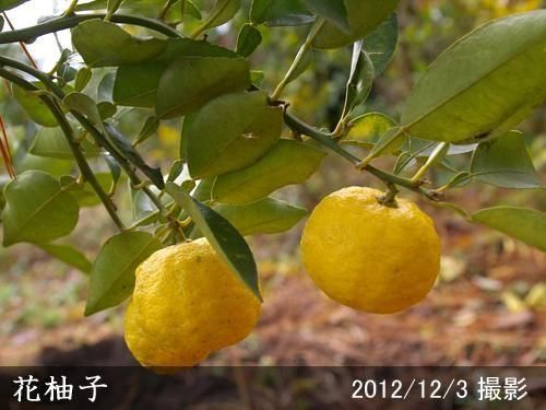 柑橘類 ユズ(柚子) 花柚子(ハナユ・花ユズ)の地掘大苗 - 果樹苗・大苗