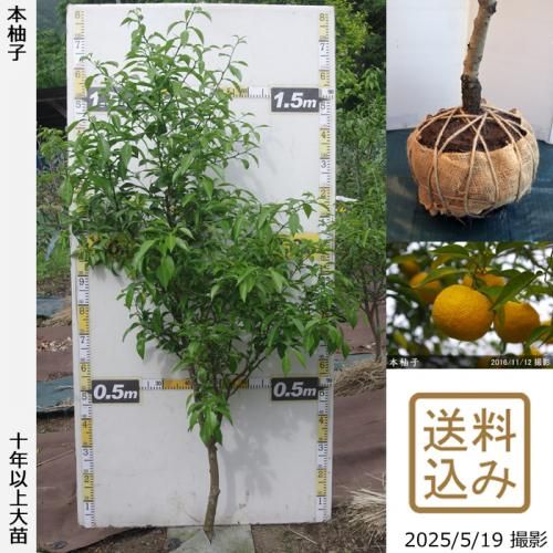 本柚子実付実績 - 果樹苗木・成木通販の 特等大苗専門店 すだ農園@京都亀岡