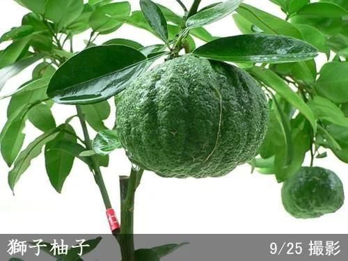 柑橘類 獅子柚子(ししゆず・おにゆ)の地掘大苗 - 果樹苗・大苗・苗木