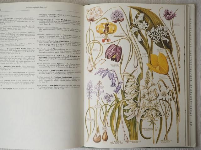 1900年代初期版！ イギリスの希少なアンティーク植物図鑑 花の図鑑