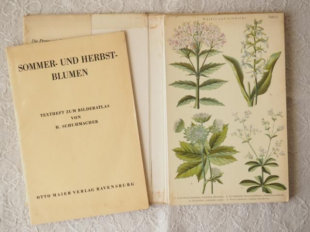 ドイツの蛇腹折り植物図鑑（夏と秋の花） - アンティーク食器と雑貨の