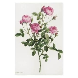 ルドゥーテ バラ図鑑 ポストカード （ロサ・ポンポニア）ボタニカル