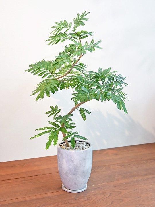 エバーフレッシュ 072402 販売・通販 ［詳細ページ］ *tree tree*