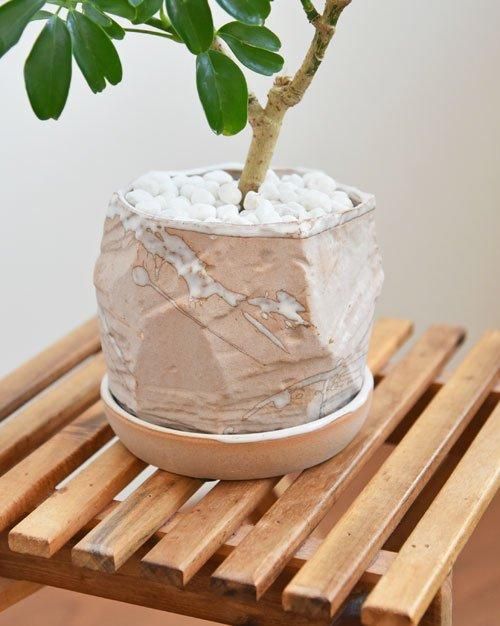 シェフレラ・レナータ 092401 販売・通販 ［詳細ページ］ *tree tree*