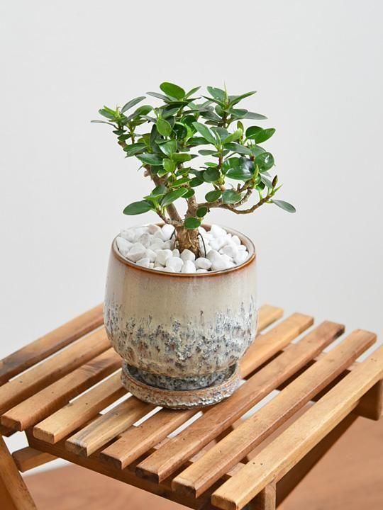 パンダガジュマル 022502 販売・通販［詳細ページ］ *tree tree*