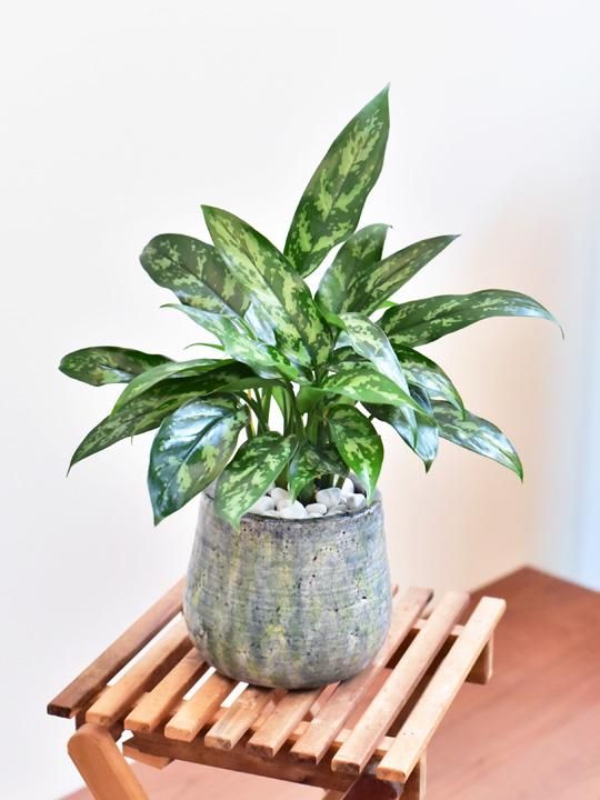 アグラオネマ 11171 販売・通販 *tree tree*