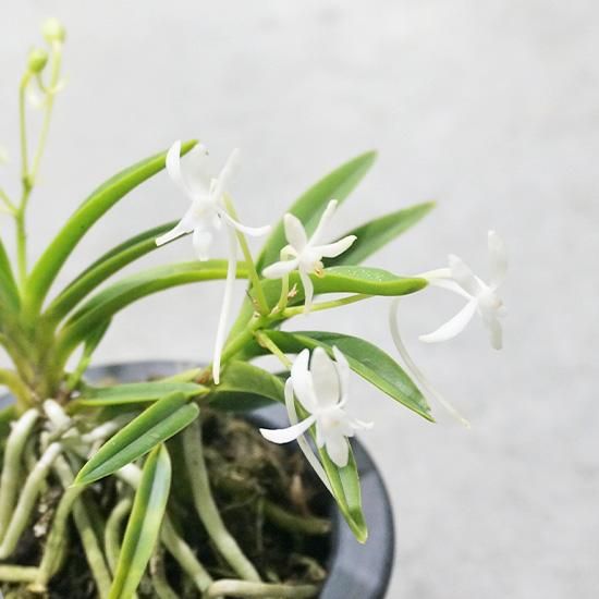 フウラン(富貴蘭) 苗の通信販売 | ロハスプラザ