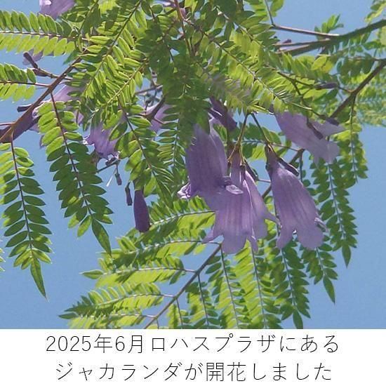 ジャカランダ 6号鉢の通信販売 | ロハスプラザ