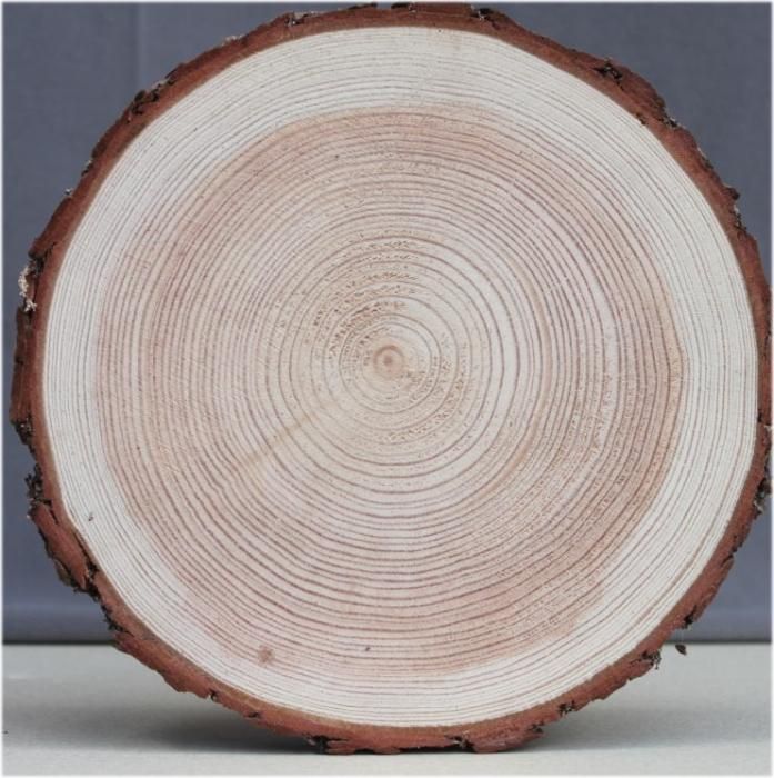 木の年輪板 カラマツ 樹皮つき mサイズ（210～240mm）