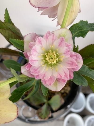 クリスマスローズ【N dd/多弁ホワイトピコティ】 - 陽春園ネット通販