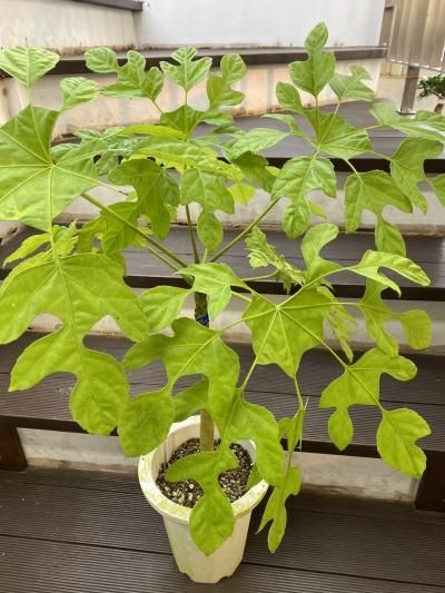 植物販売】兵庫県宝塚市㈱陽春園植物場ネット