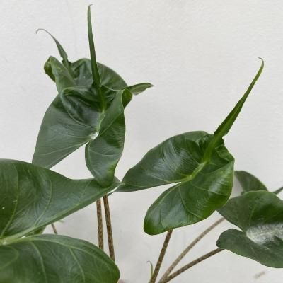 植物販売】兵庫県宝塚市㈱陽春園植物場ネット通販 【アロカシア】