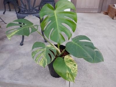 モンステラ・デリシオーサ・イエローマリリン - 陽春園ネット通販