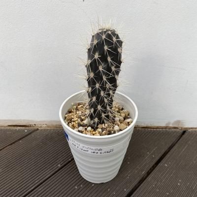 オプンチア・ガラパゴス・団扇 - 陽春園ネット通販