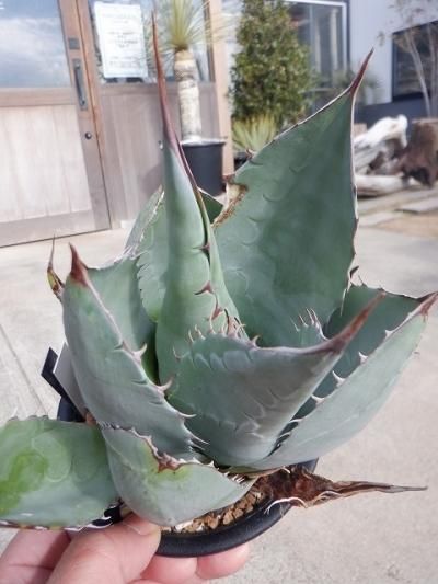 アガベ・パラサナ - 陽春園ネット通販