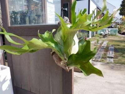 ビカクシダ・ヒリードラゴン大株 - 陽春園ネット通販