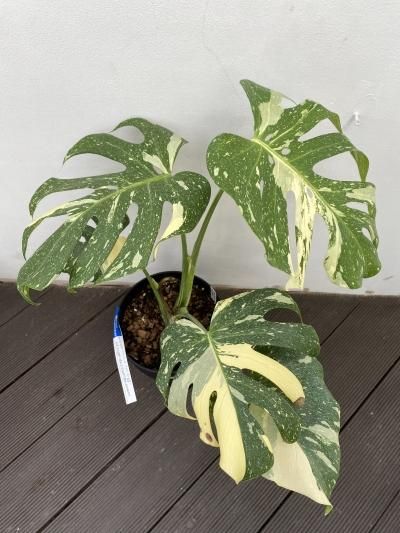 植物販売】兵庫県宝塚市㈱陽春園植物場 【モンステラ・デリシオーサ