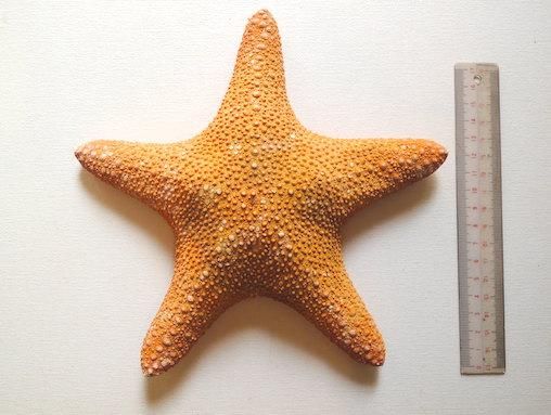 大きな赤ヒトデ - オルタード・ディメンションの楽しいショップ