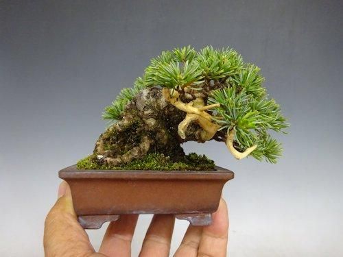 五葉松 (ミニサイズ) 【 24 B ― 19 】 - 小品盆栽専門店 湘風園