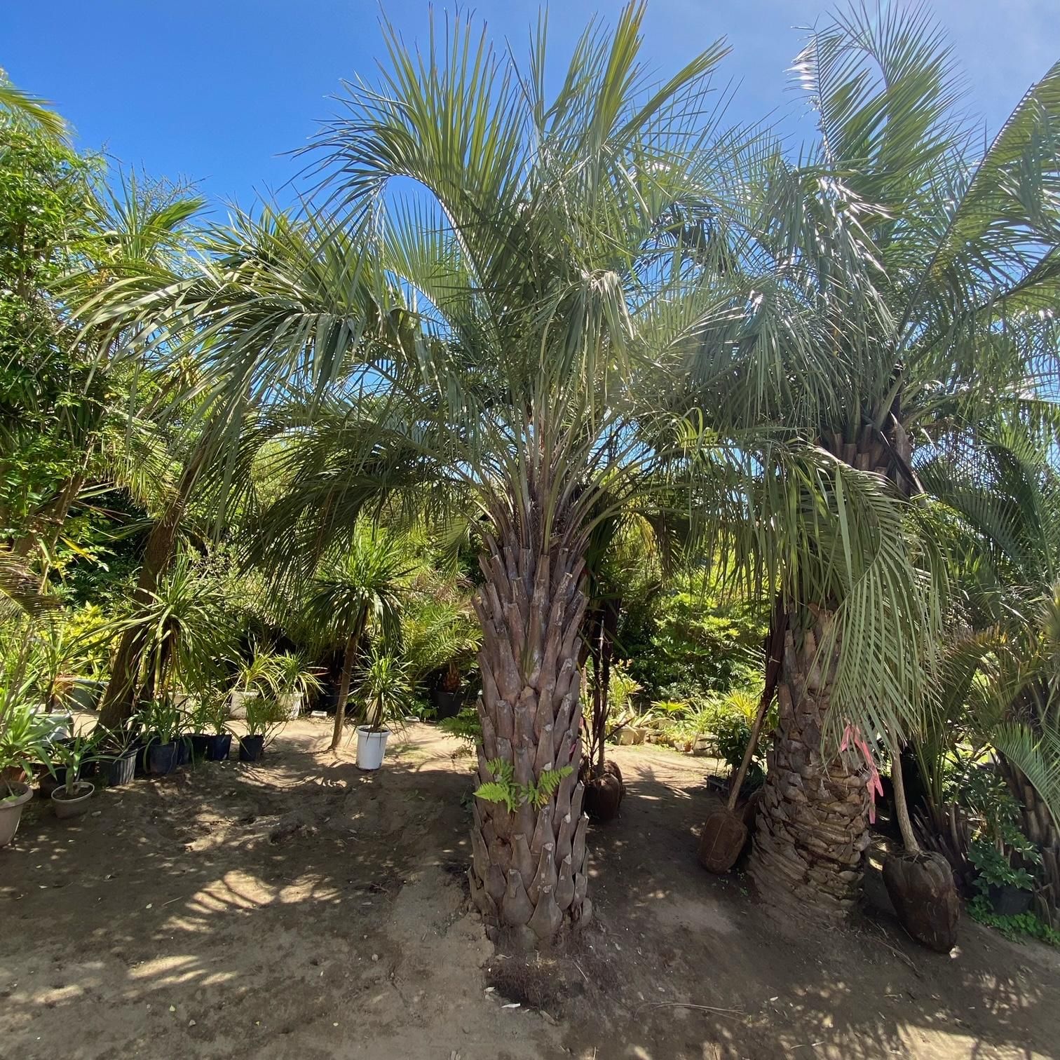 耐寒性 ヤシの木 ココスヤシ 約5m - ヤシの木 ソテツ ドラセナ販売