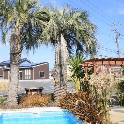 耐寒性 ヤシの木 ヤシ ココスヤシ シンボルツリー 約5m以上 - ヤシの