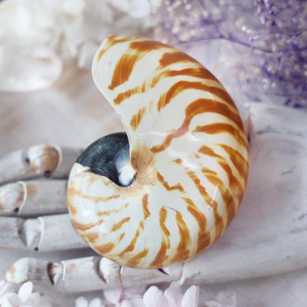 オウムガイの殻- 海福雑貨通販部