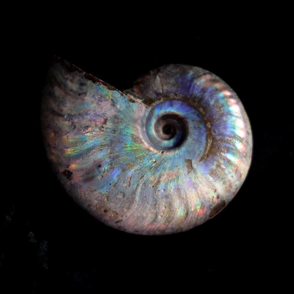 アンモナイト化石 - 海福雑貨通販部